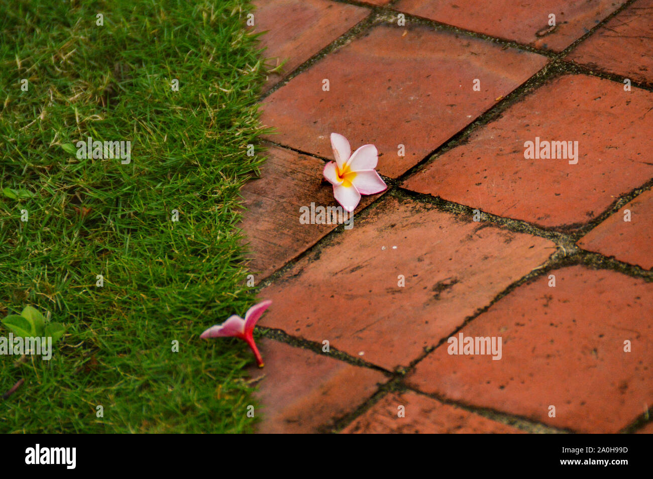 Fiore rosa frangipani sul pavimento per mostrare il concetto di natura e benessere Foto Stock