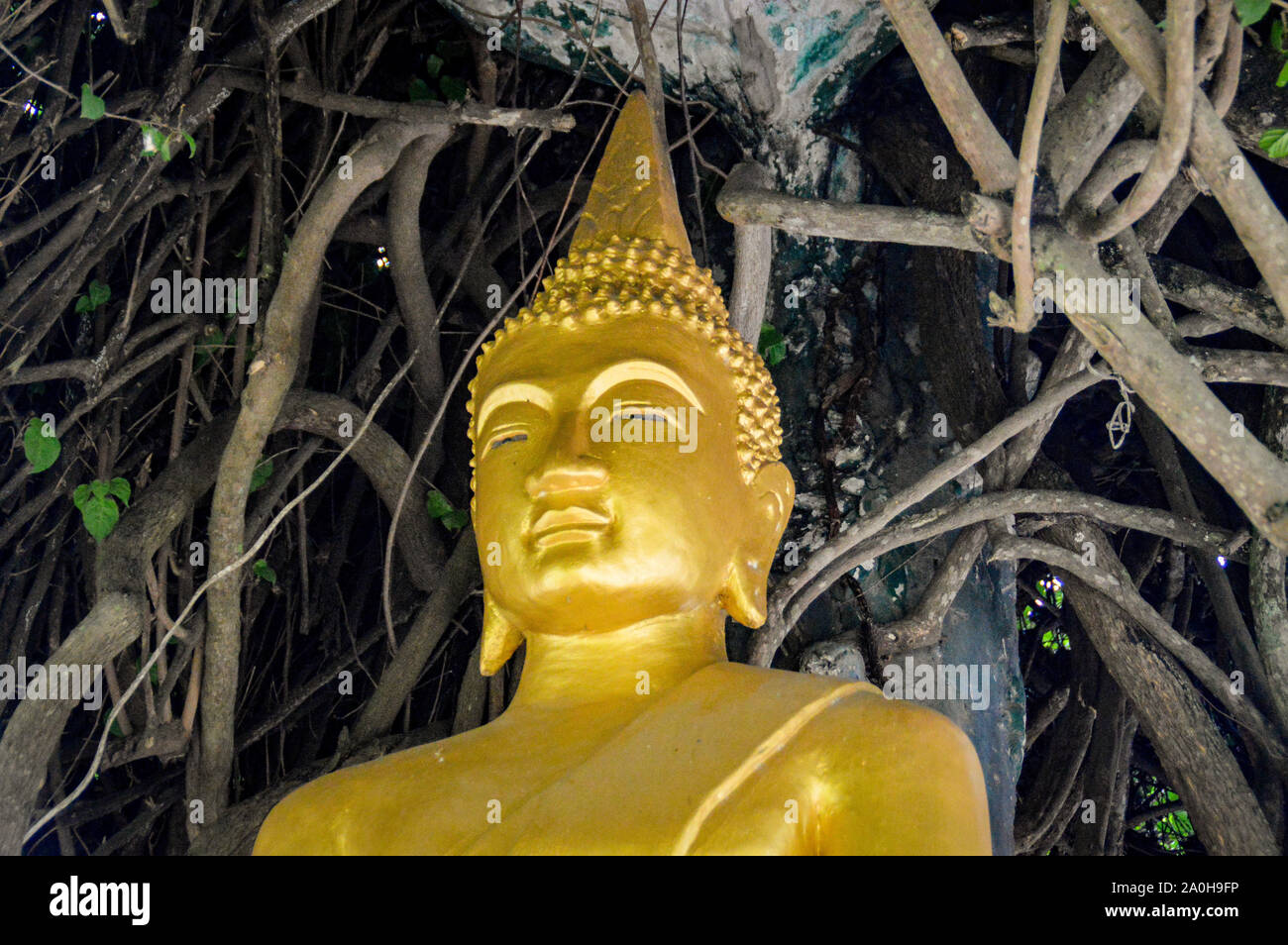 Una statua dorata di buddha sotto un albero fuori del tempio della giungla di Wat Phon Phao a Luang Prabang, Laos Foto Stock