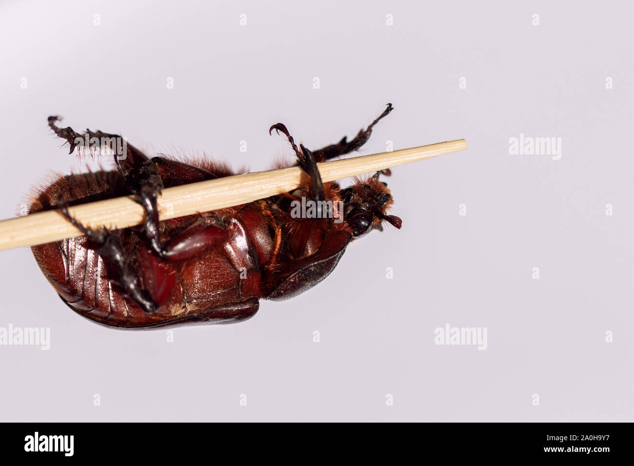 Femmina scarabeo rinoceronte strisciando su un bastone di legno Foto Stock