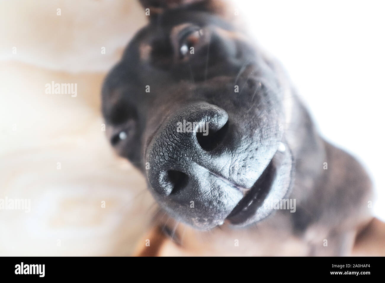 Selfie doggo, un cane da compagnia essendo carino e adorabile come se in posa per una selfie Foto Stock