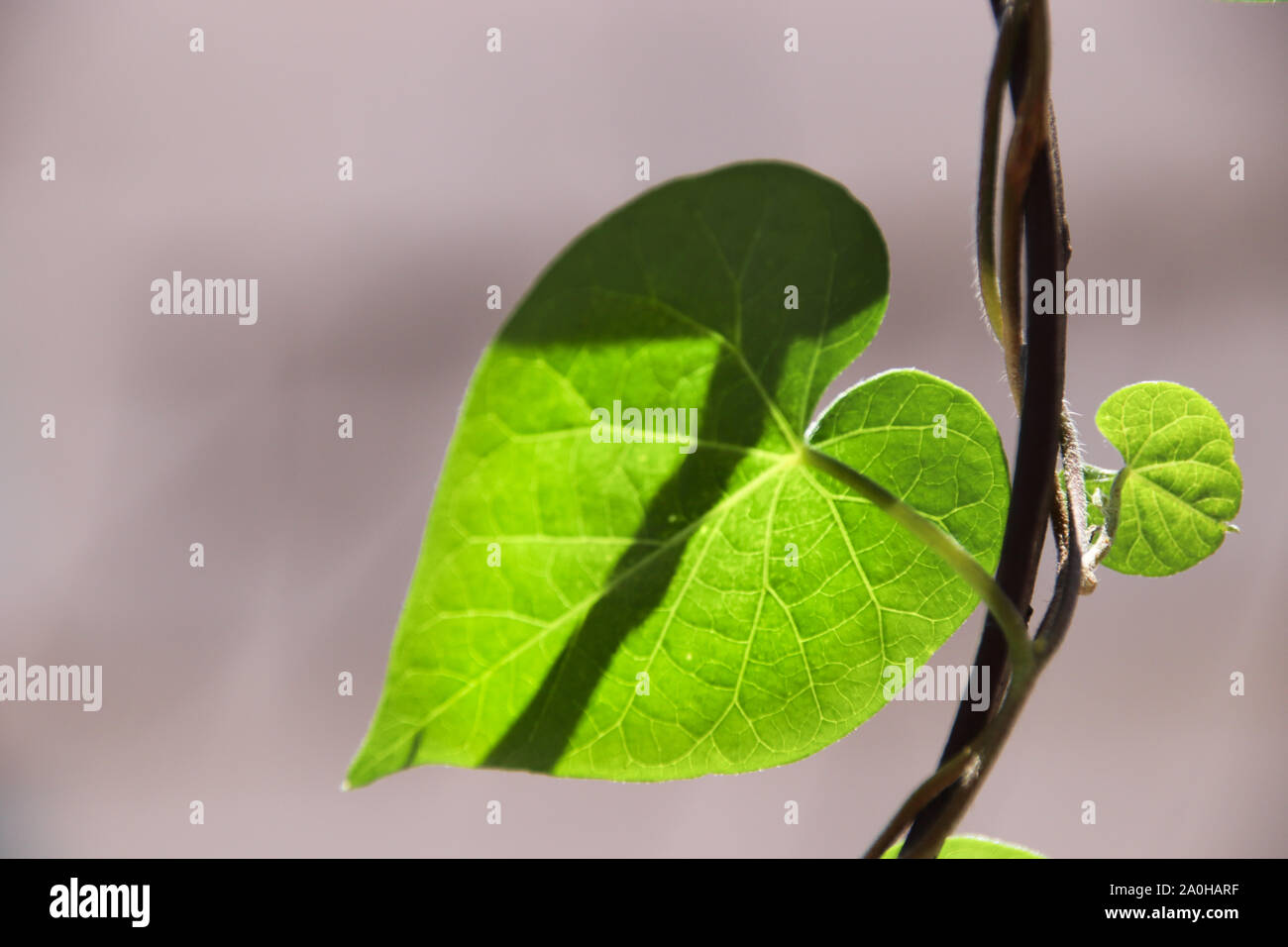 Fotografia concettuale che mostra di essere in uno con la natura e che mostra la guarigione e il benessere che abbraccia in armonia con la natura Foto Stock
