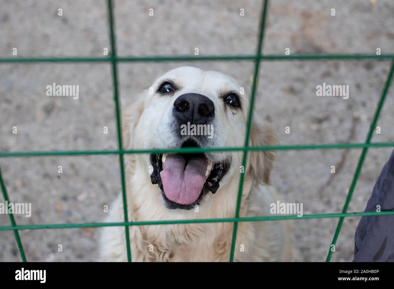 Il Labrador guarda attraverso le sbarre della recinzione apre la sua bocca Foto Stock