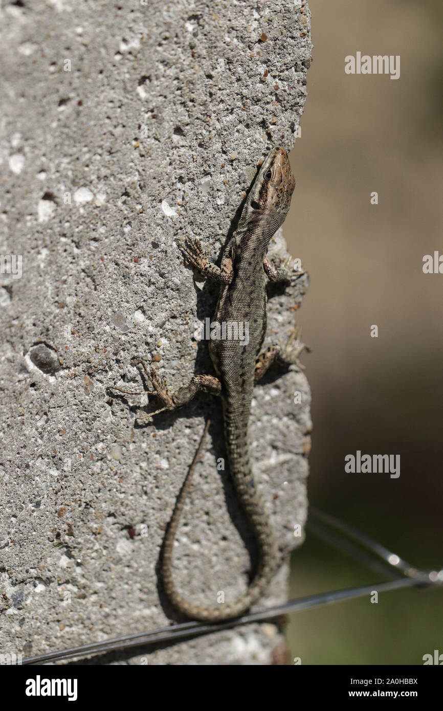 Lucertola vivipara crogiolarsi al sole Foto Stock