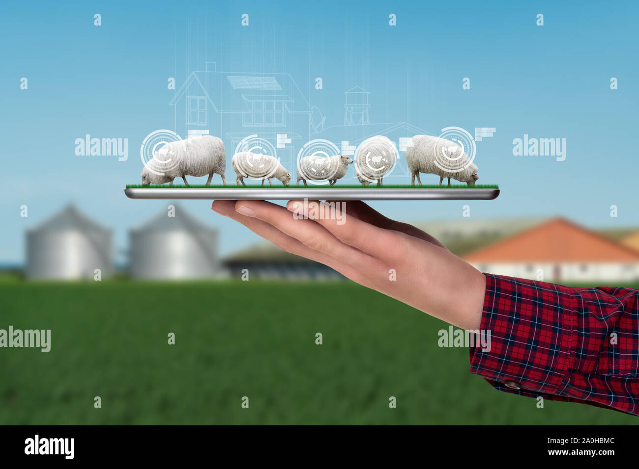 Un agricoltore detiene una compressa con un gregge di pecore. Smart agricoltura e trasformazione digitale in agricoltura Foto Stock