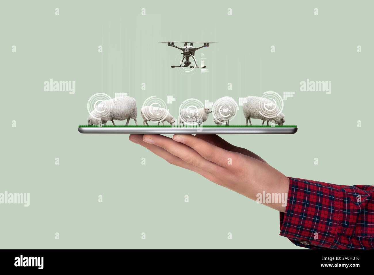 Un agricoltore detiene una compressa con un gregge di pecore. Smart agricoltura e trasformazione digitale in agricoltura Foto Stock
