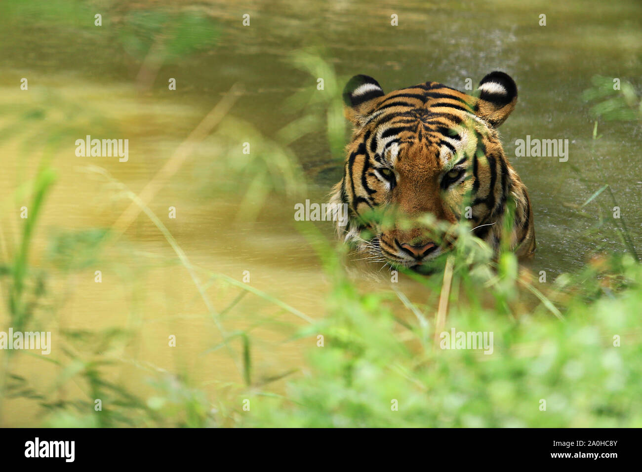 Il Tiger (Panthera Tigris) è il gatto più grande specie in Huai Kha Khaeng Wildlife Sanctuary, Uthai Thani Thailandia. Foto Stock