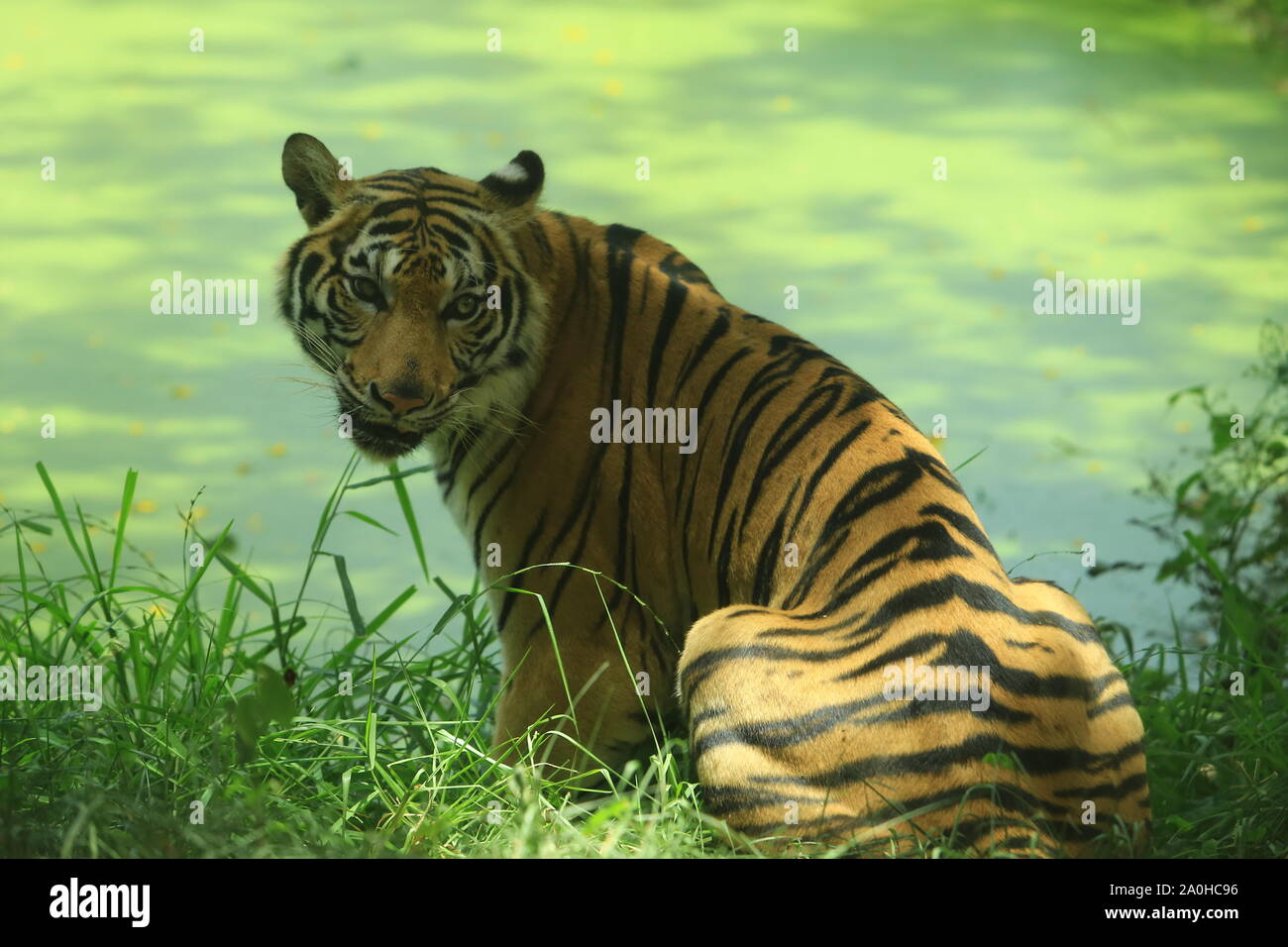 Il Tiger (Panthera Tigris) è la più grande specie di gatto Foto Stock