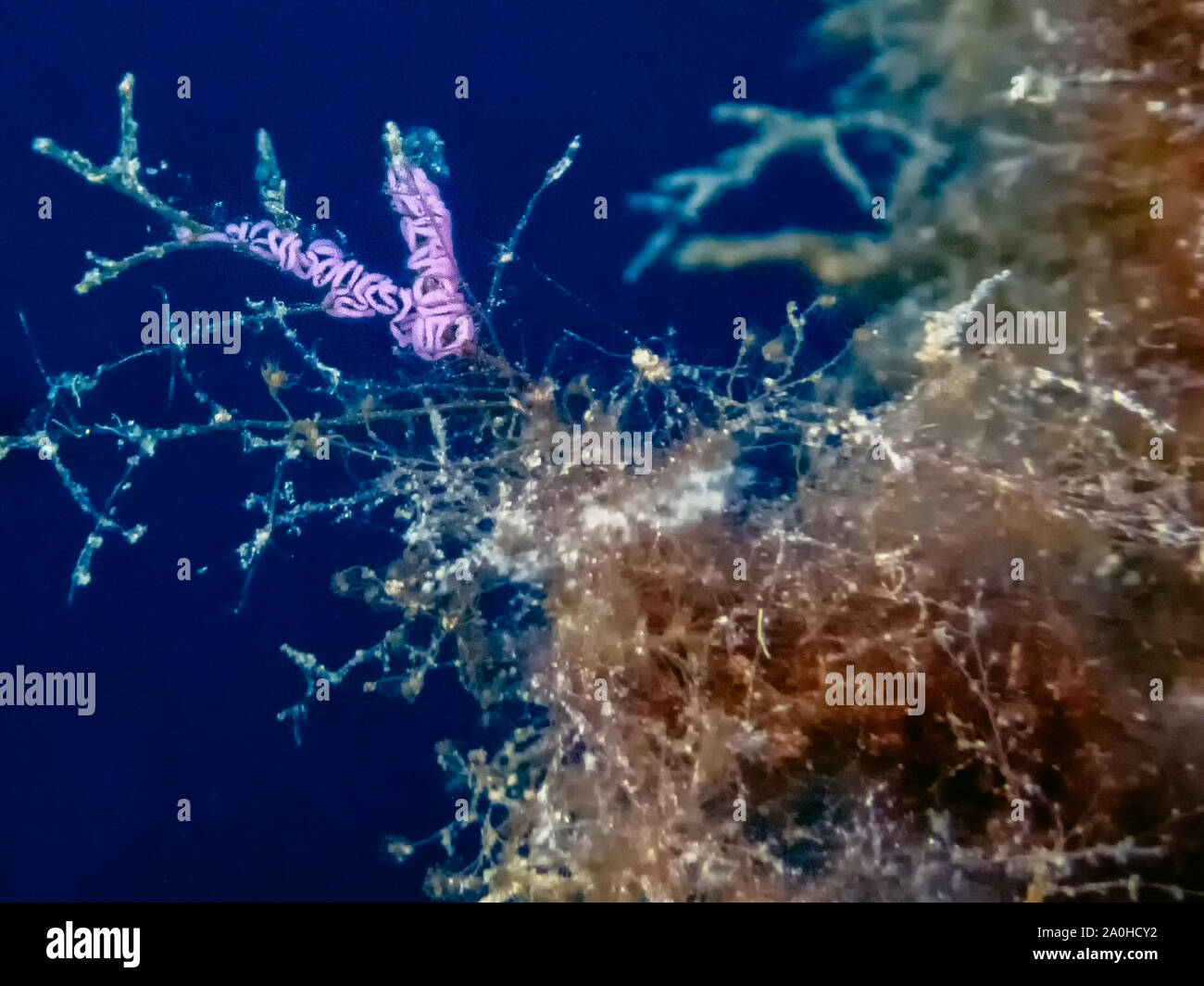 Nudibranch uova su un pezzo di corallo nel Mare Mediterraneo Foto Stock