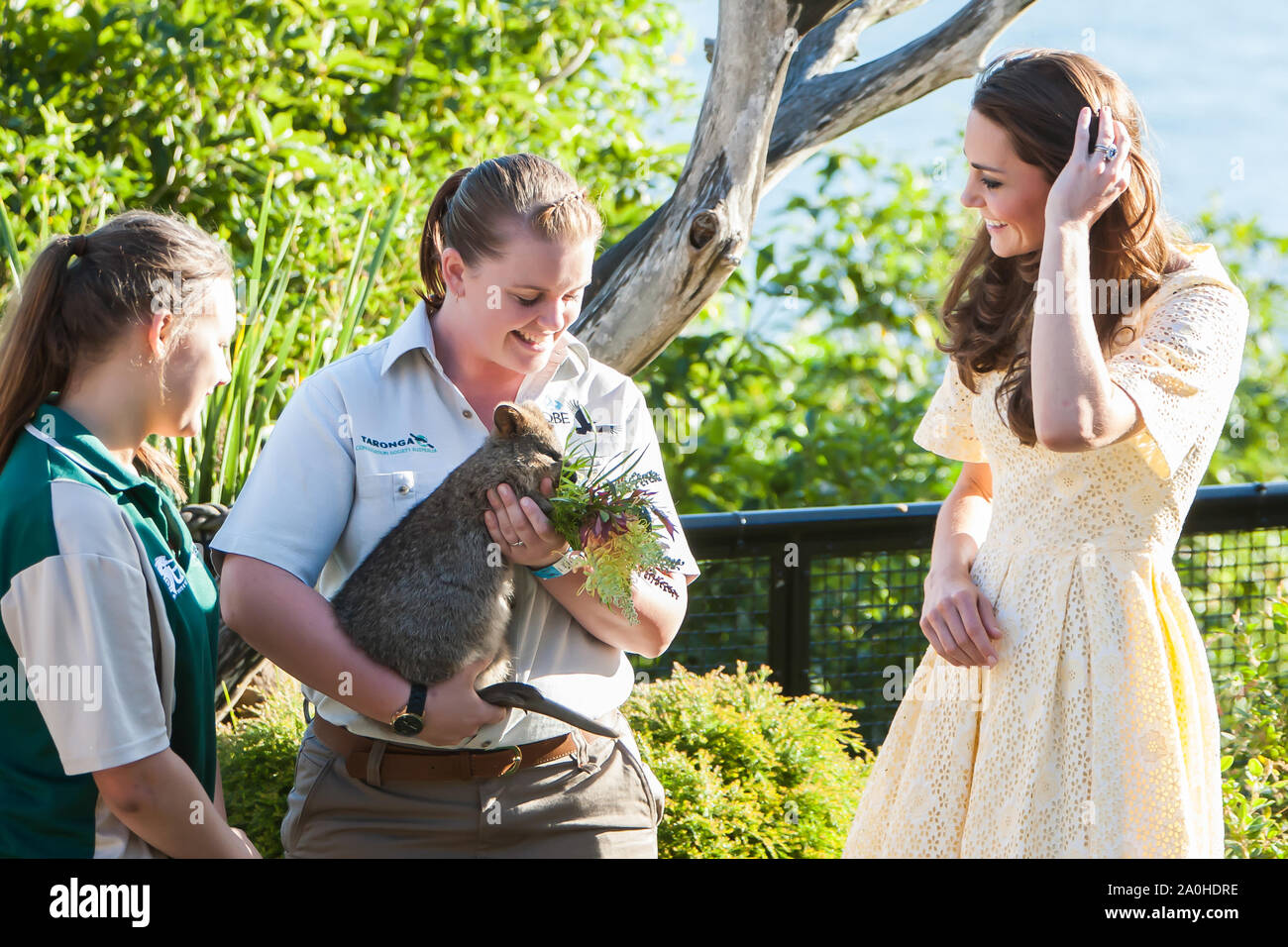 Il Duca e la Duchessa di Cambridge visitare lo zoo di Taronga, Sydney , Australia. Catherine,Duchessa di Cambridge soddisfa un quoka, 20 aprile 2014 Foto Stock