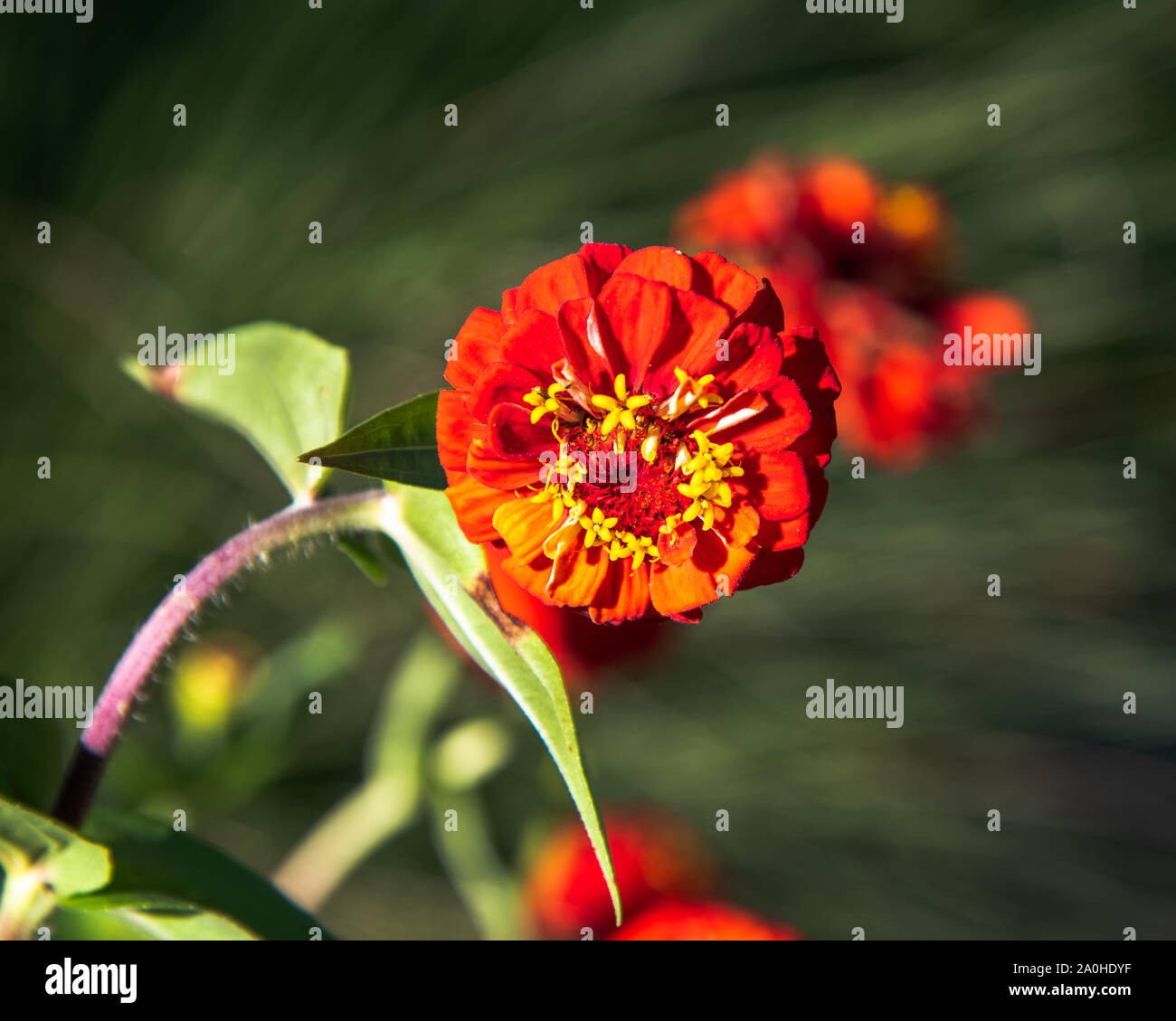 Una foto di un colore rosso brillante Zinnia fiore che sembra quasi essere fluttuanti nell'aria. Foto Stock