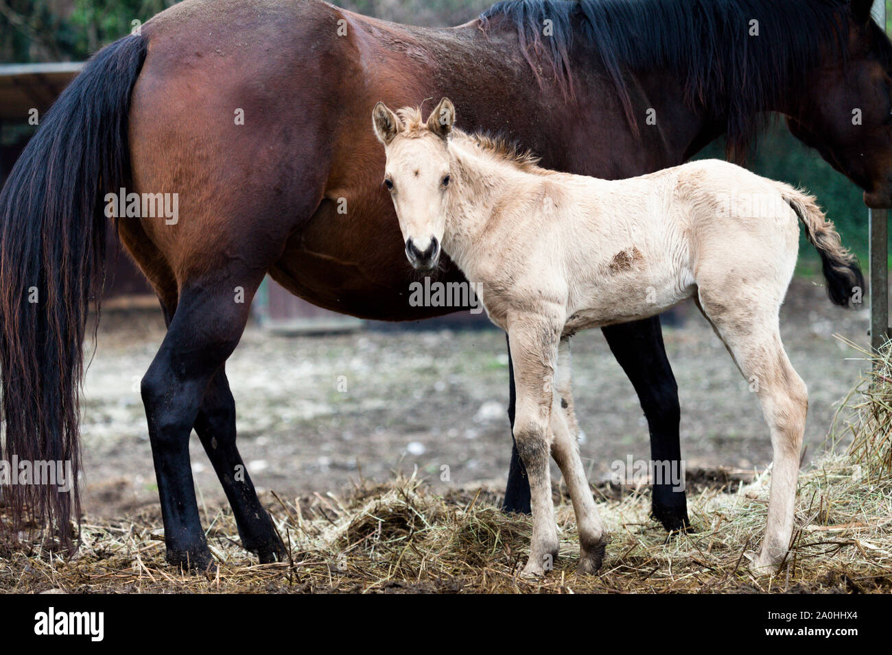 Cavalli Mare e puledro guardare la camara, immagine a colori CANON EOS 5D mktII F5 ISO 1600 EF L 100-400 mm Foto Stock