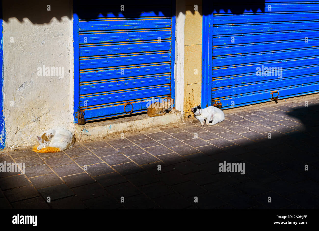 Street Gatti di Essaouria in mattina presto al bazaar. Foto Stock