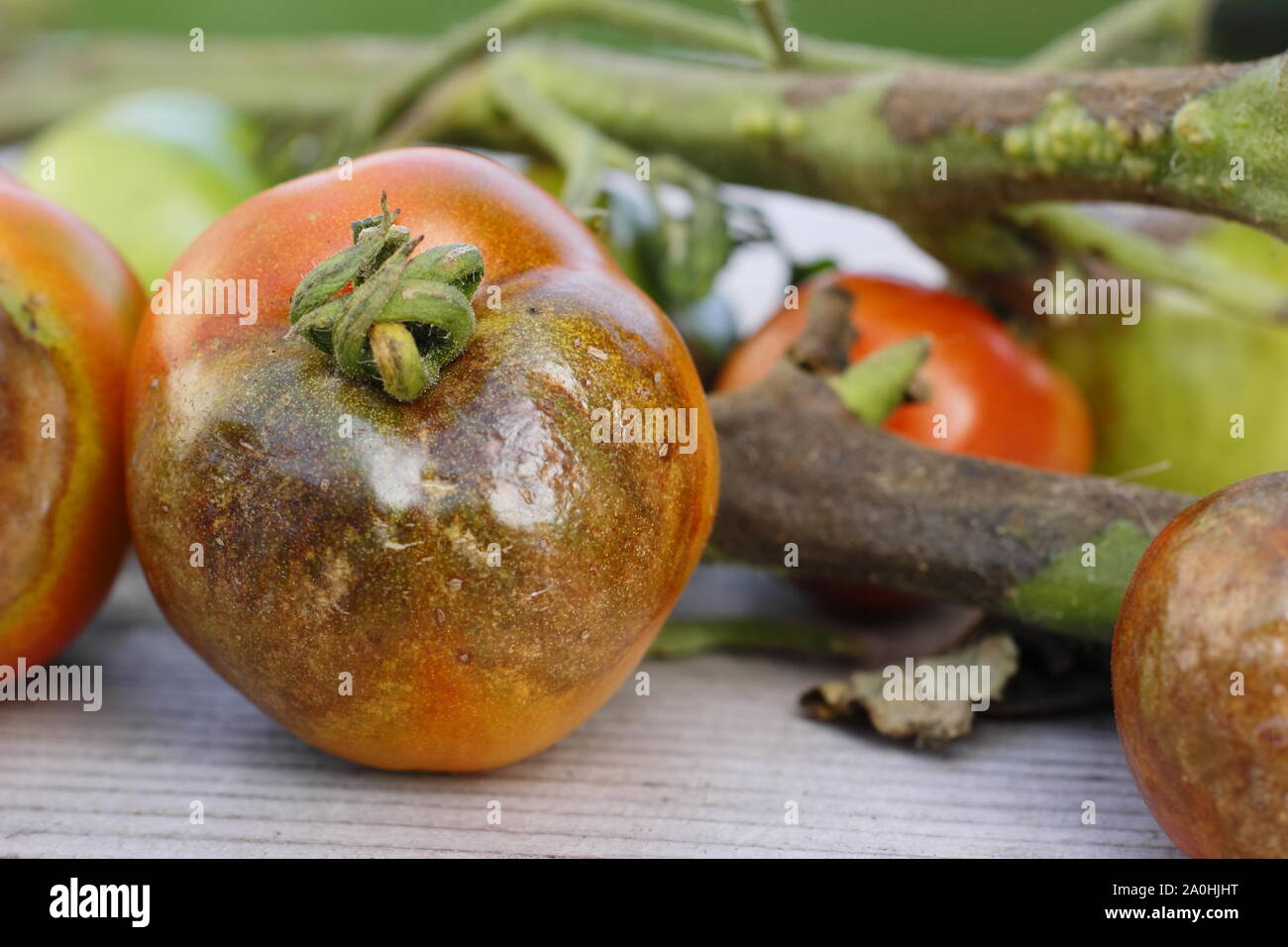 Phytophthora infestans. Pomodoro raccolto caratteristica visualizzazione Brown patch, annerita e gli steli di decadimento batterico Foto Stock
