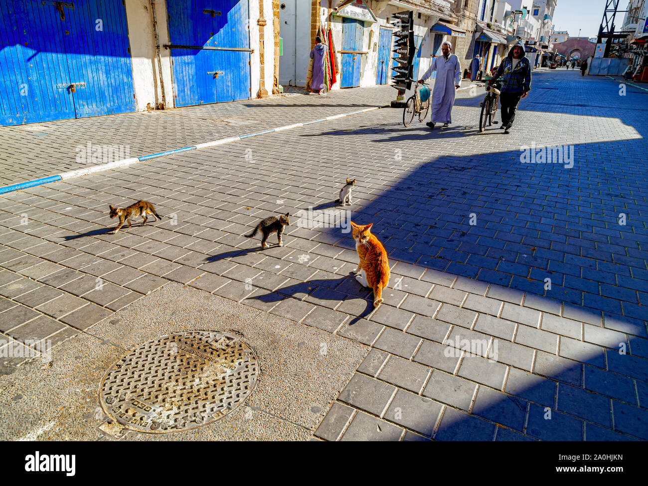 Pre vista di apertura di mattina presto al bazaar di Essaouria,con la tipica marocchina gatti. Foto Stock