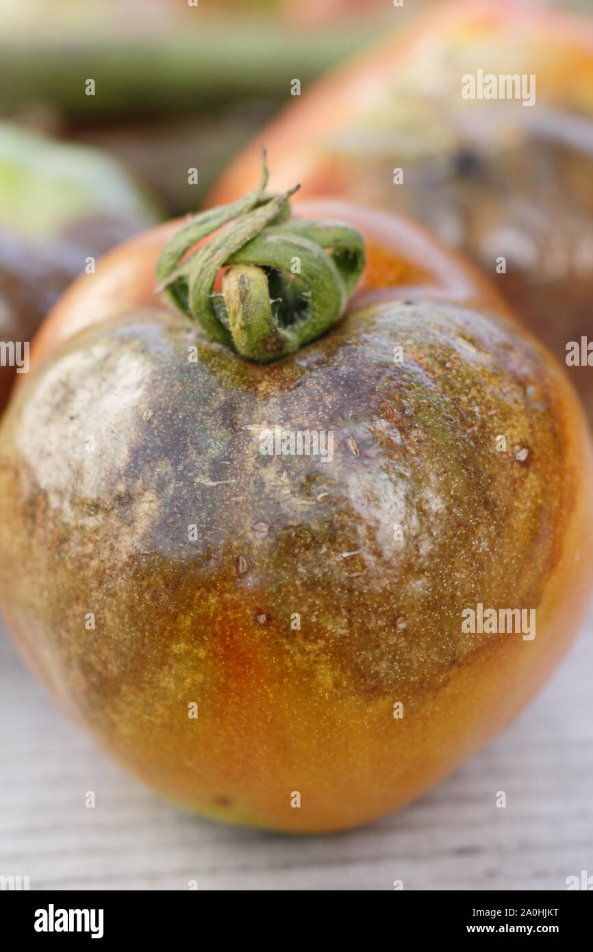 Phytophthora infestans. Pomodoro raccolto caratteristica visualizzazione Brown patch, annerita e gli steli di decadimento batterico Foto Stock