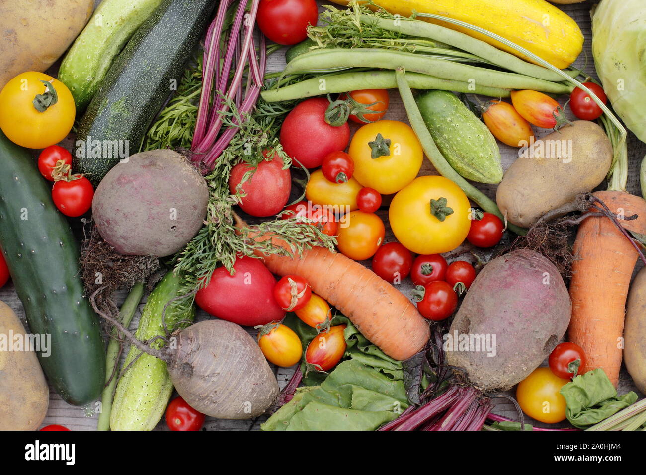 Appena raccolto homegrown verdura biologica inclusa la zucchina, fagiolini, barbabietole, carote, patate, pomodori, cetrioli e il cavolo. Regno Unito Foto Stock