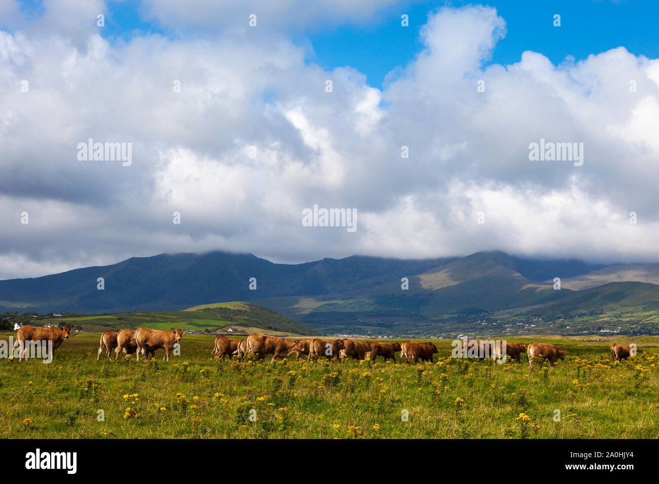 Limousin bovini, Fermoyle Beach e il Monte Brandon, sulla penisola di Dingle, Irlanda, Foto Stock