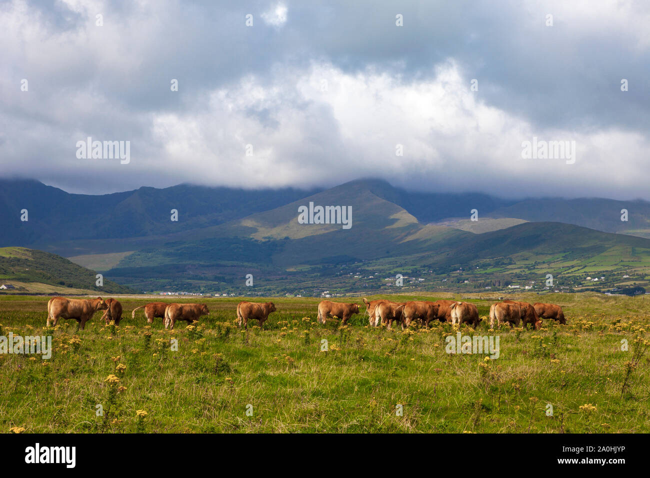 Limousin bovini, Fermoyle Beach e il Monte Brandon, sulla penisola di Dingle, Irlanda, Foto Stock