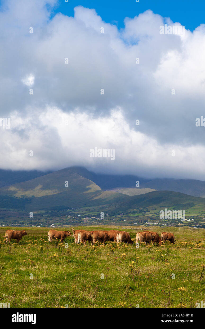 Limousin bovini, Fermoyle Beach e il Monte Brandon, sulla penisola di Dingle, Irlanda, Foto Stock