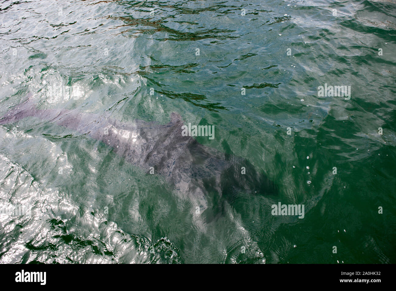 Osservazione dei delfini per Fungie, il Dingle Dolphin, in Dingle, Irlanda. Funghi, che è stato in visita a Dingle Bay dal 1983, è il secondo come riferito da più tempo liv Foto Stock