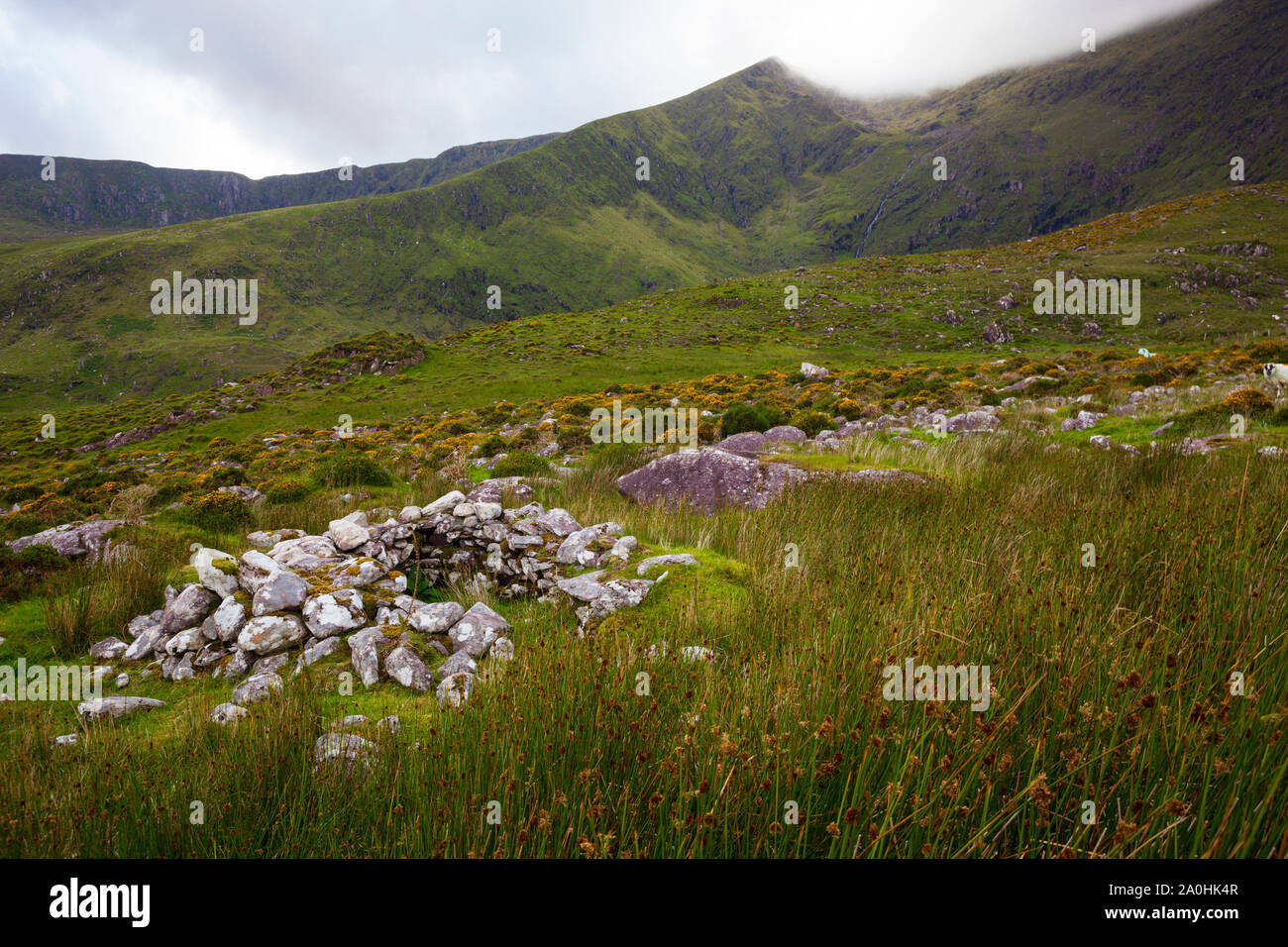 Clochan - rovine di una capanna di pietra, escursionismo in Abha Mhor valley, Cloghane, Kerry, Irlanda Foto Stock