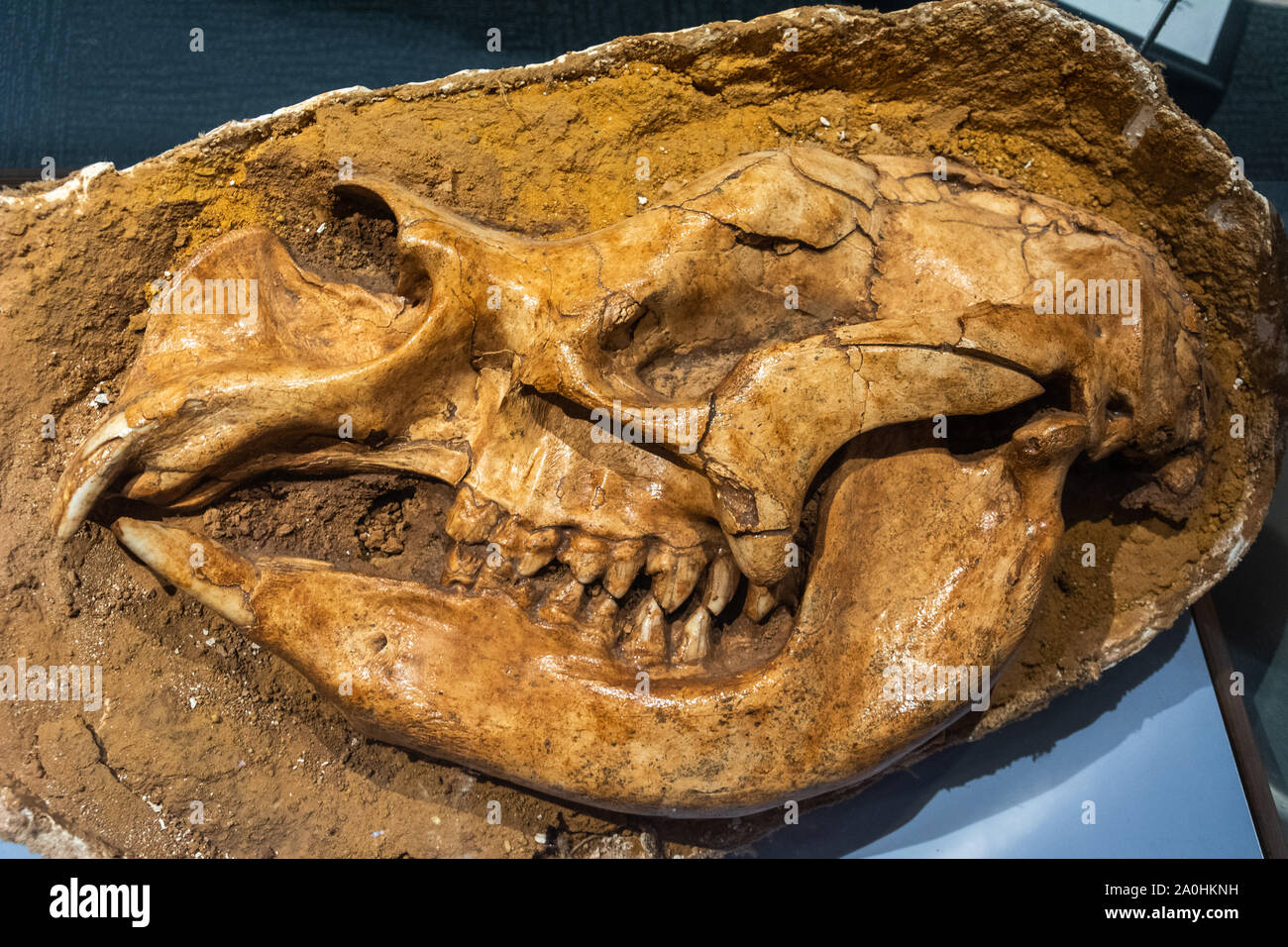 Cranio di Diprotodon. È stato il più grande marsupiale noto di avere mai vissuto. Insieme a molti altri membri di un gruppo di specie conosciute collettivamente come Foto Stock