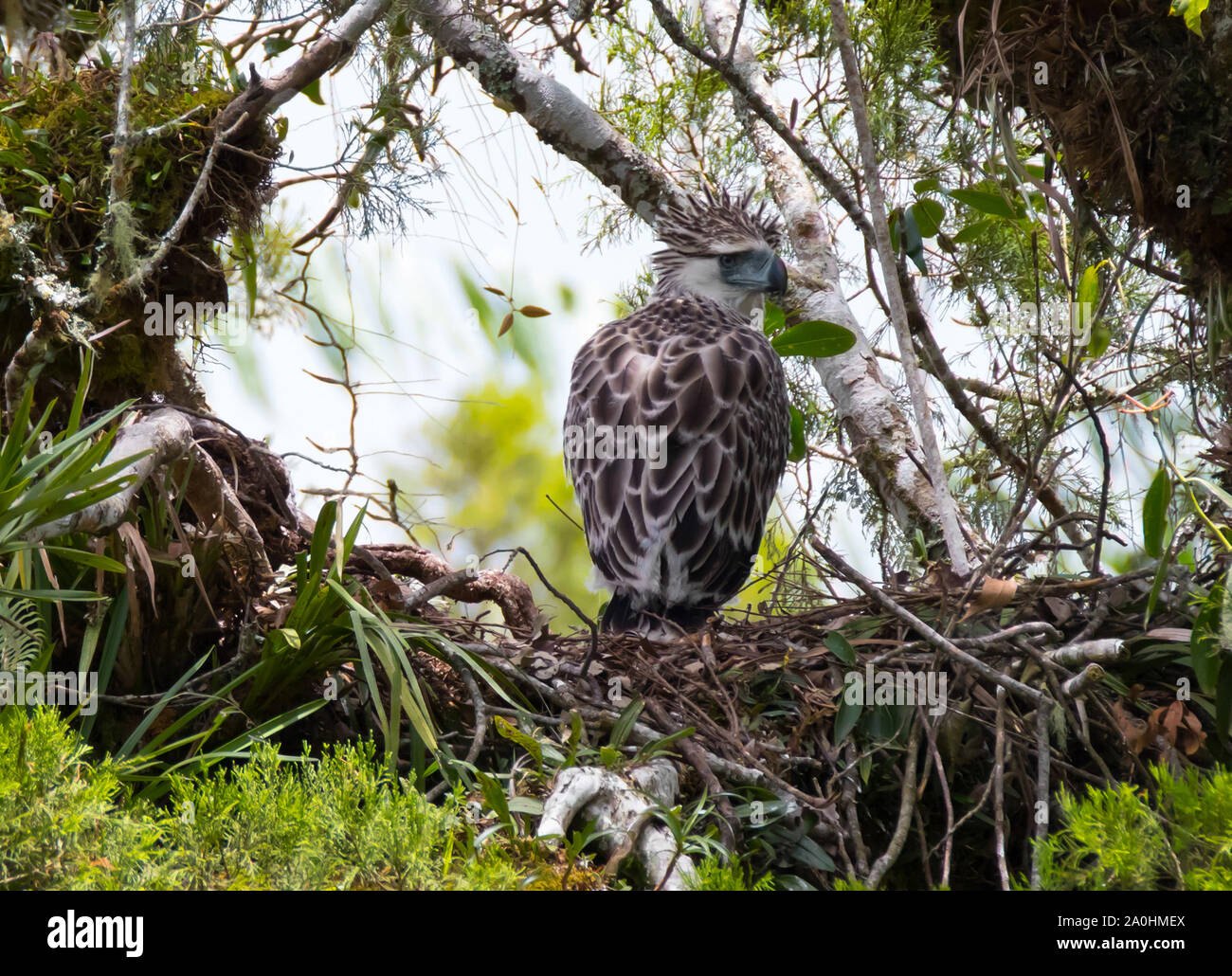 Un bambino Philippine Eagle attende il suo nido in attesa di uccelli genitore per tornare con il cibo.Philippine Eagles sono tra le più rare aquile.endemica delle Filippine è considerata come specie gravemente minacciate dalla Lista Rossa IUCN delle specie minacciate.perdita di habitat a causa della deforestazione è considerato come un fattore importante nel calo della specie. Foto Stock