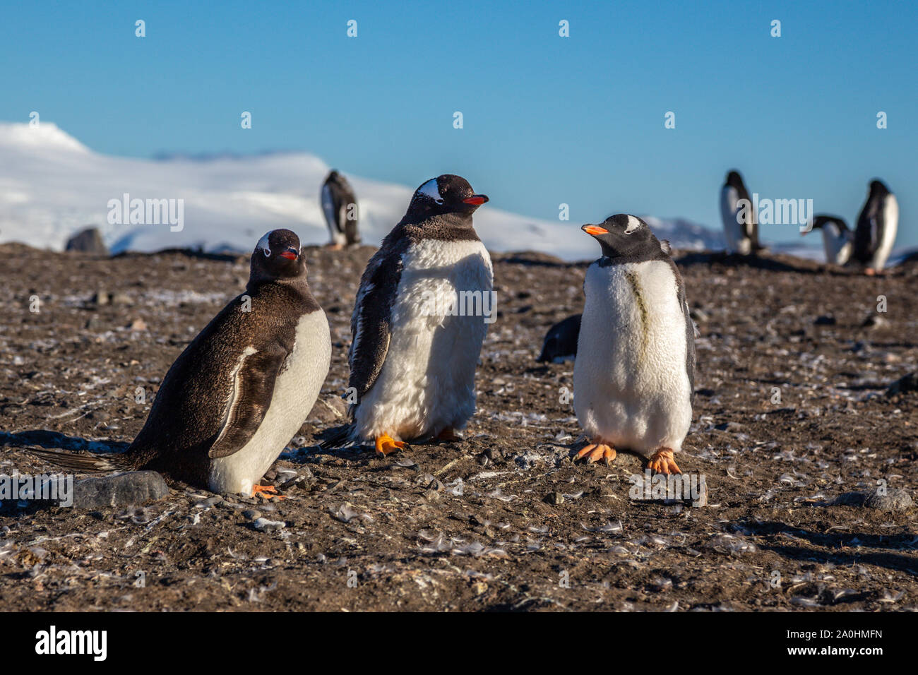 Pinguino Gentoo famiglia gustano la luce del sole all'Isola Barrientos, Antartico Foto Stock