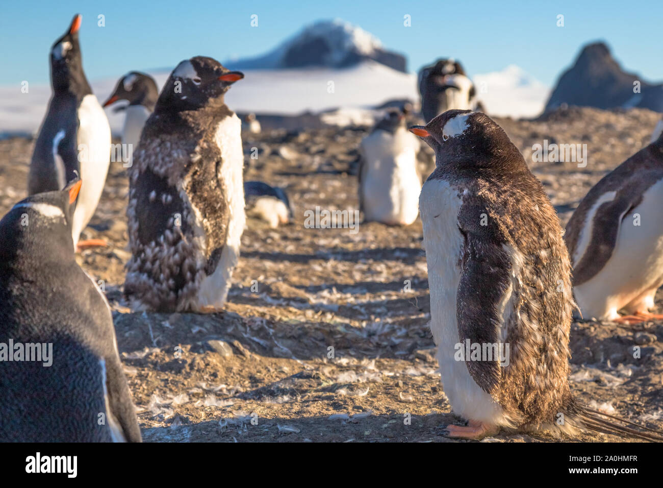 Grasso pinguino Gentoo chick gustano il sole con il suo gregge in Barrientos Isola, Antartico Foto Stock