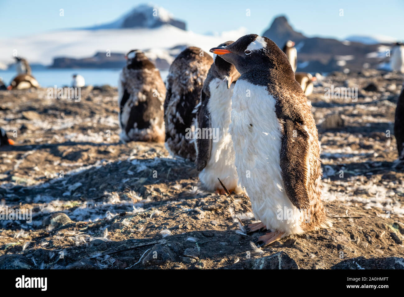 Grasso pinguino Gentoo chick gustano il sole con il suo gregge in Barrientos Isola, Antartico Foto Stock