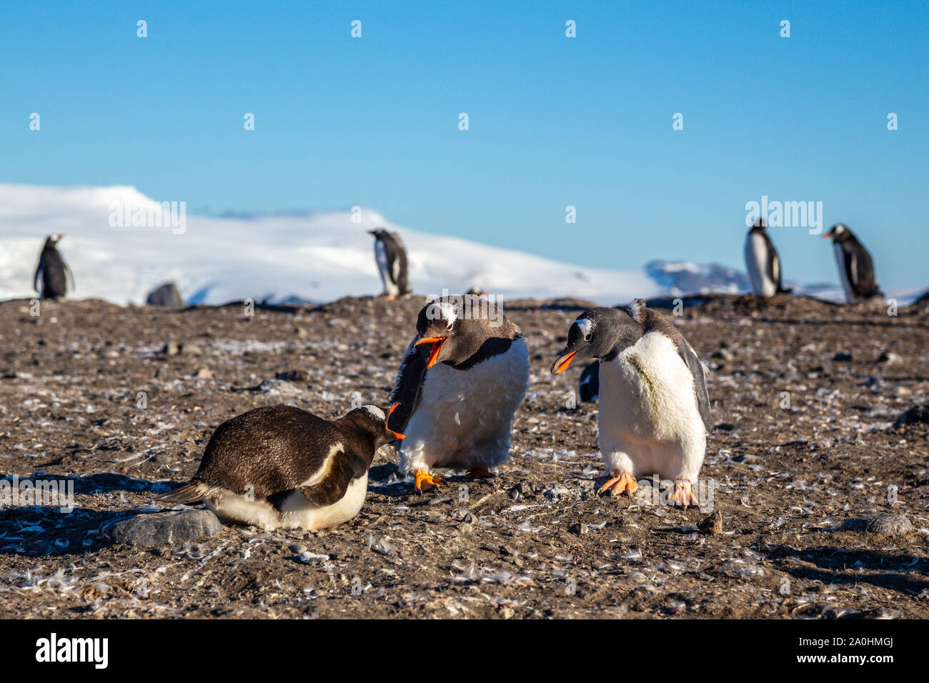 Pinguino Gentoo conflitto familiare all'Isola Barrientos, Antartico Foto Stock