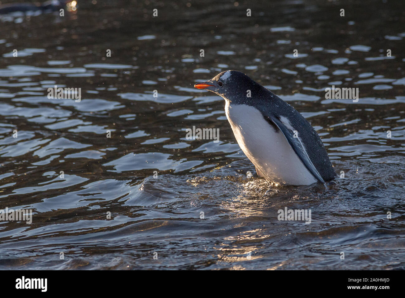 Wet pinguino Gentoo nuoto in acque oceaniche all'Isola Barrientos, Antartico Foto Stock