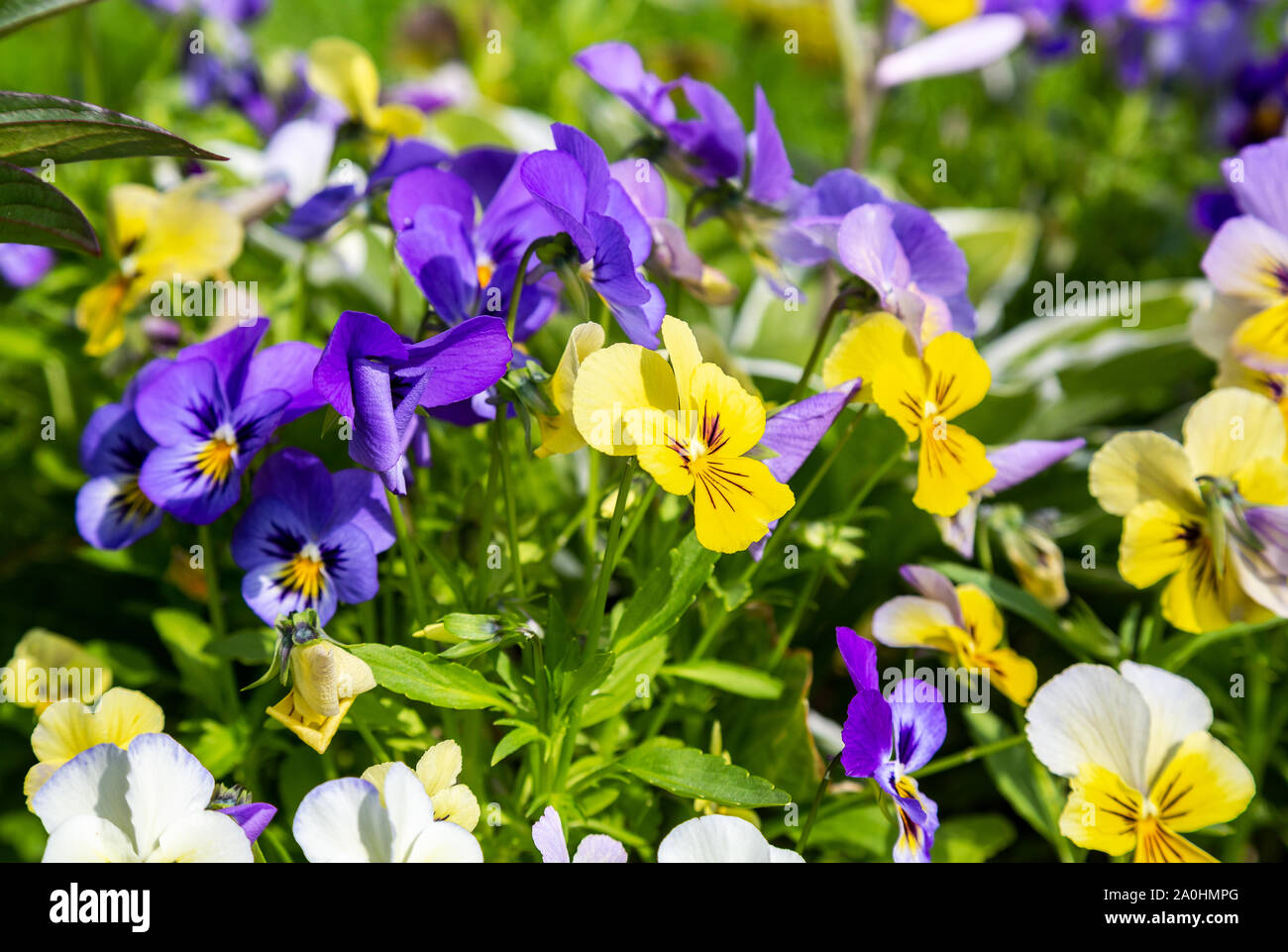 Bella Pansies o viole cresce sull'aiuola di fiori nel giardino estivo. Fiori viola pansies close up Foto Stock