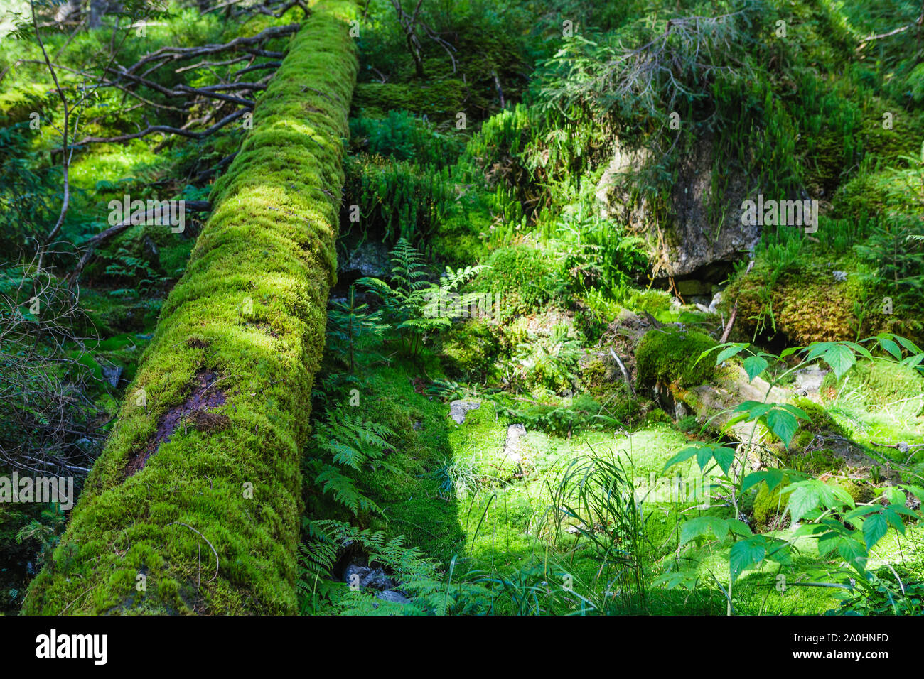 Verde foresta vecchia con MOSS e Albero caduto Foto Stock