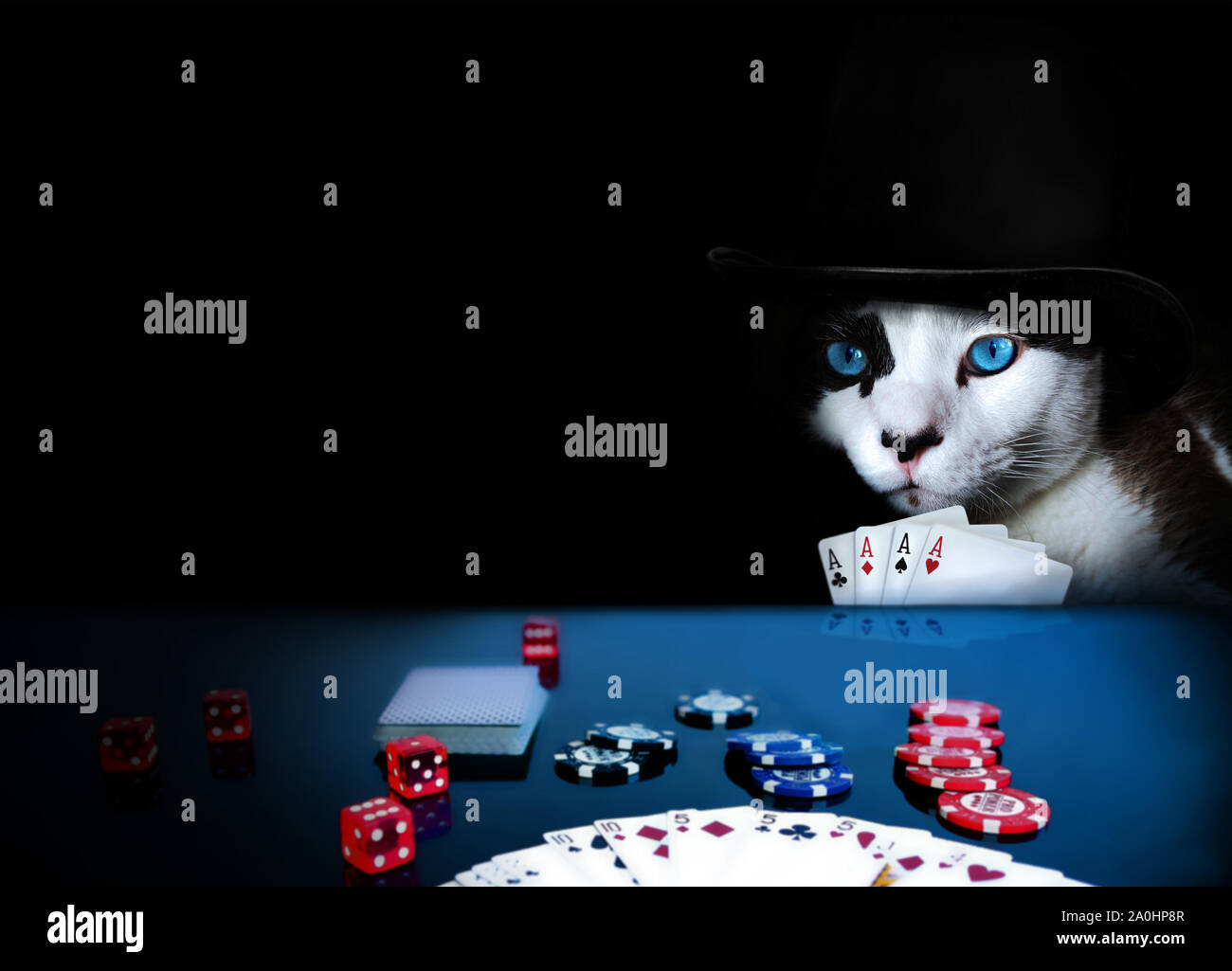 Cat indossando un cappello a giocare a poker con quattro assi in mano Foto Stock