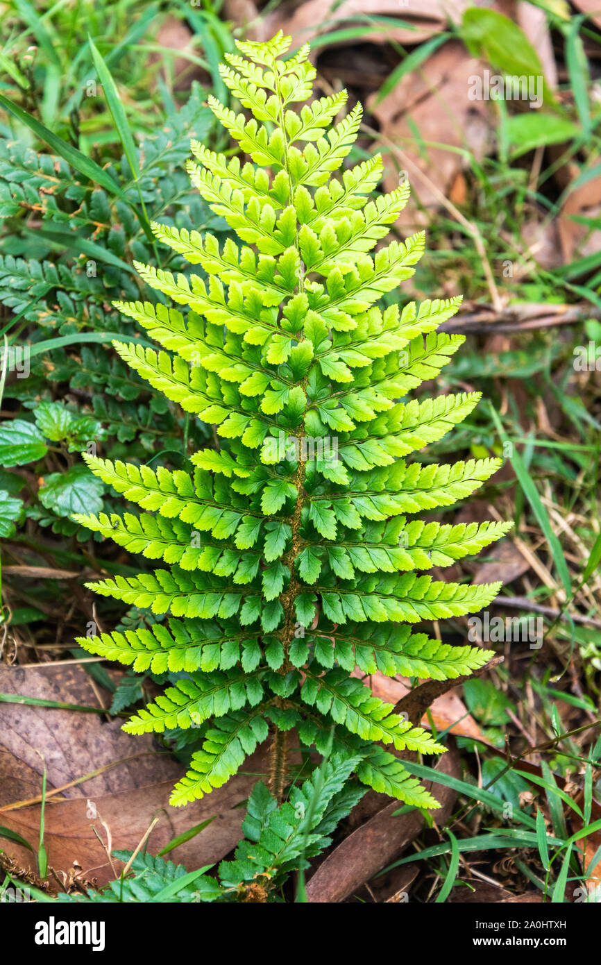 Impianto di felce nella foresta pluviale australiana. Foto Stock