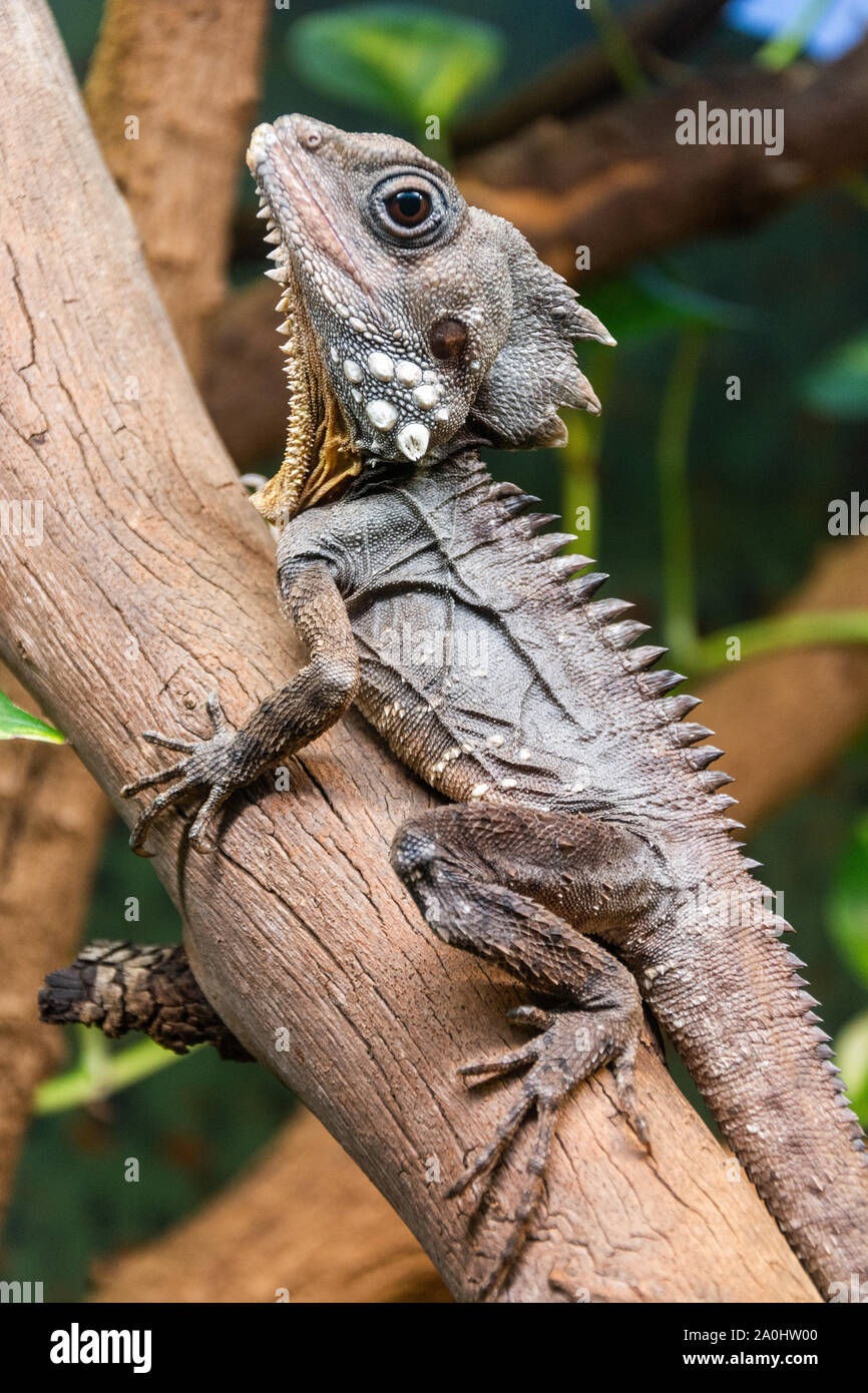 Il Boyd's Forest Dragon (Lophosaurus boydii), una specie di drago arboree lizard trovati nelle foreste pluviali e i loro margini di profitto nella regione Wet Tropics di né Foto Stock
