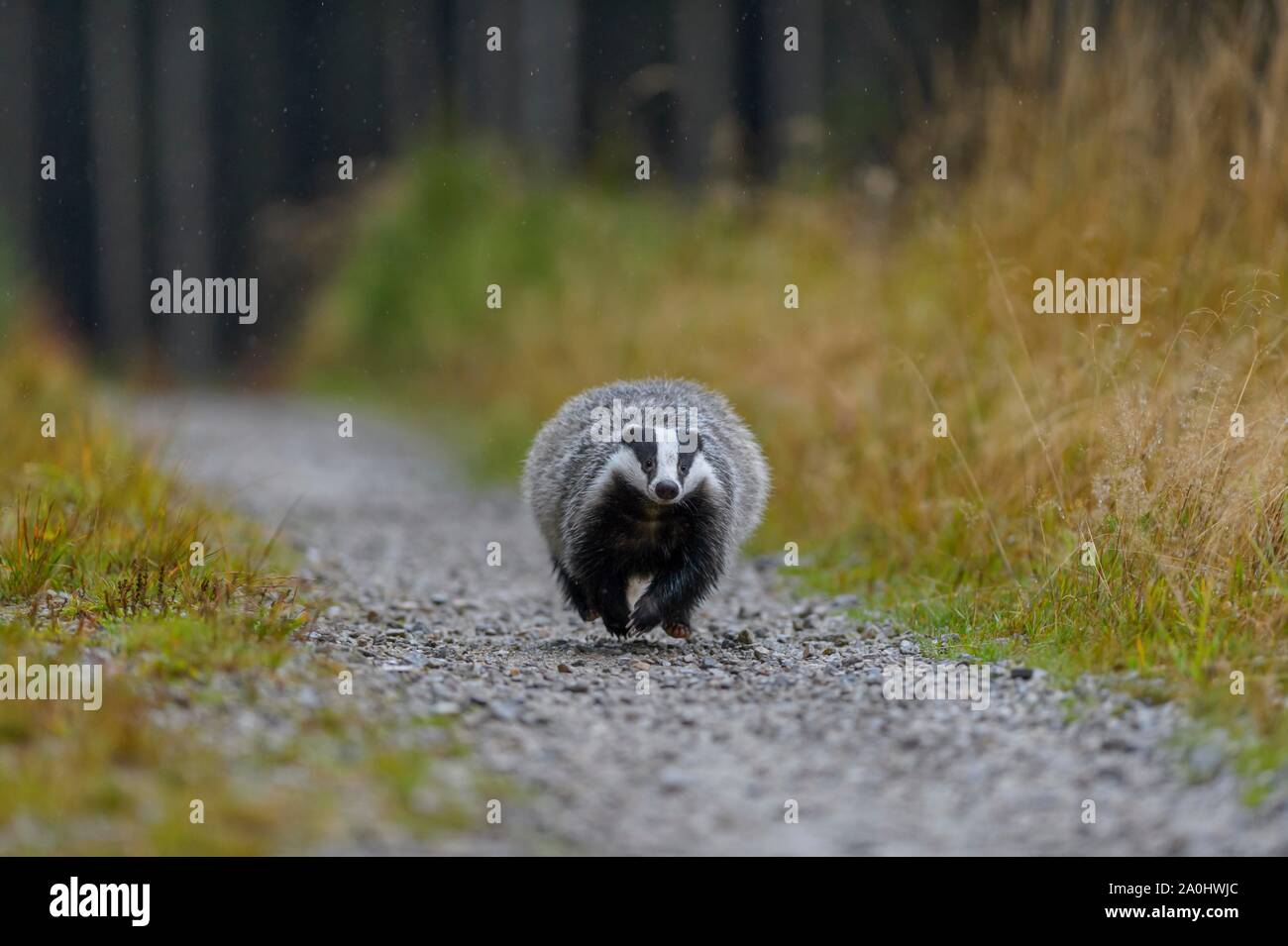 Europea (Badger Meles meles), scorre su una strada forestale in pioggia, Sumava National Park, foresta Boema, Repubblica Ceca Foto Stock