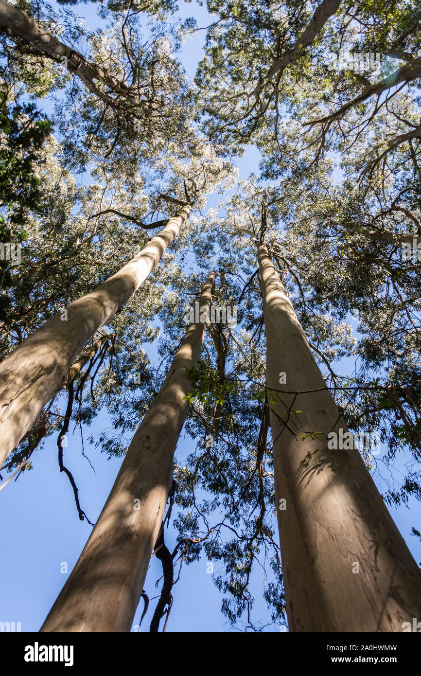 Alberi di eucalipto in Australia. Foto Stock