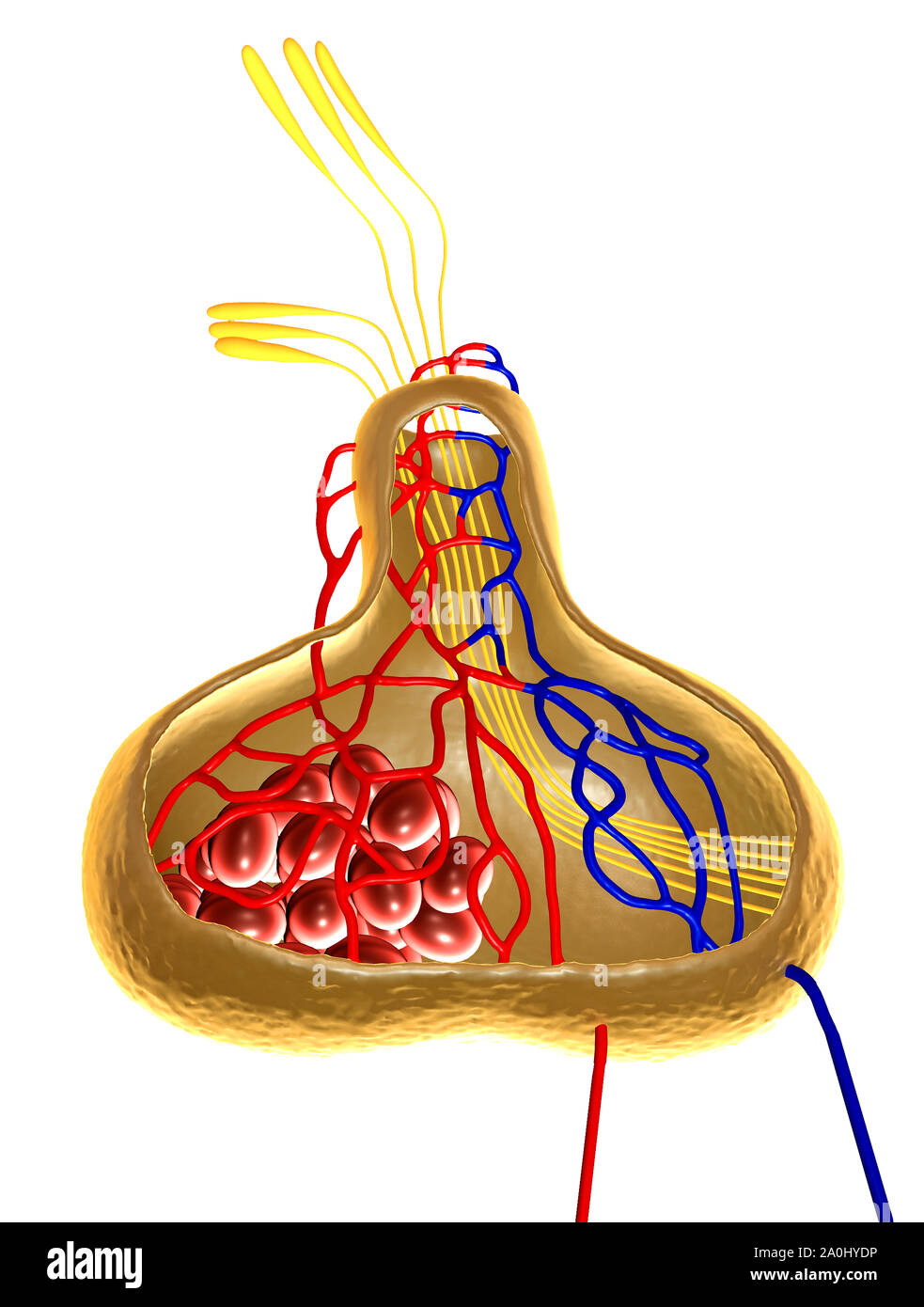 Gli organi interni in un corpo umano, parte del cervello, illustrazione della ghiandola pituitaria Foto Stock