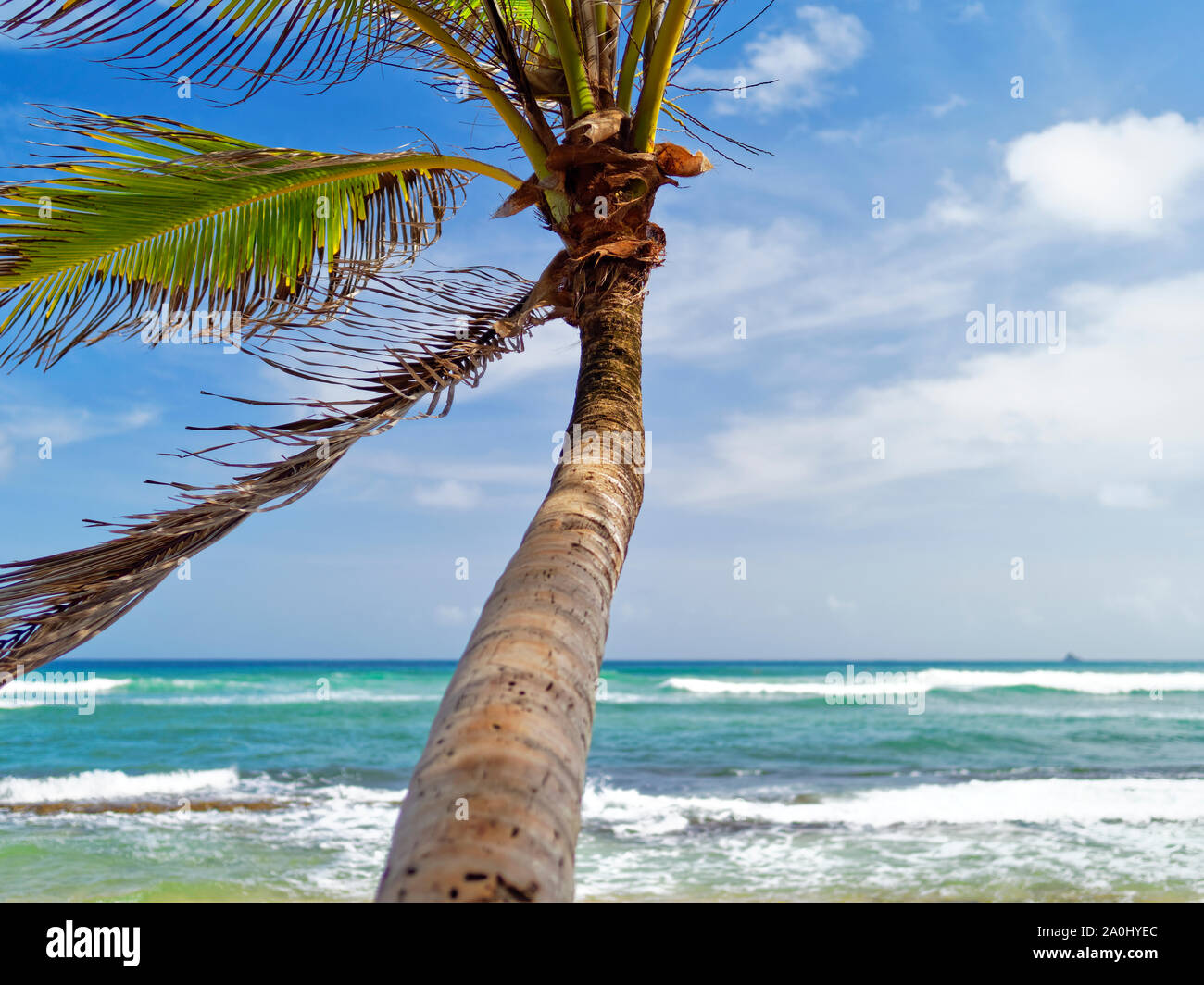 Albero di cocco oscillanti in forte 'alize', Martinica. Foto Stock