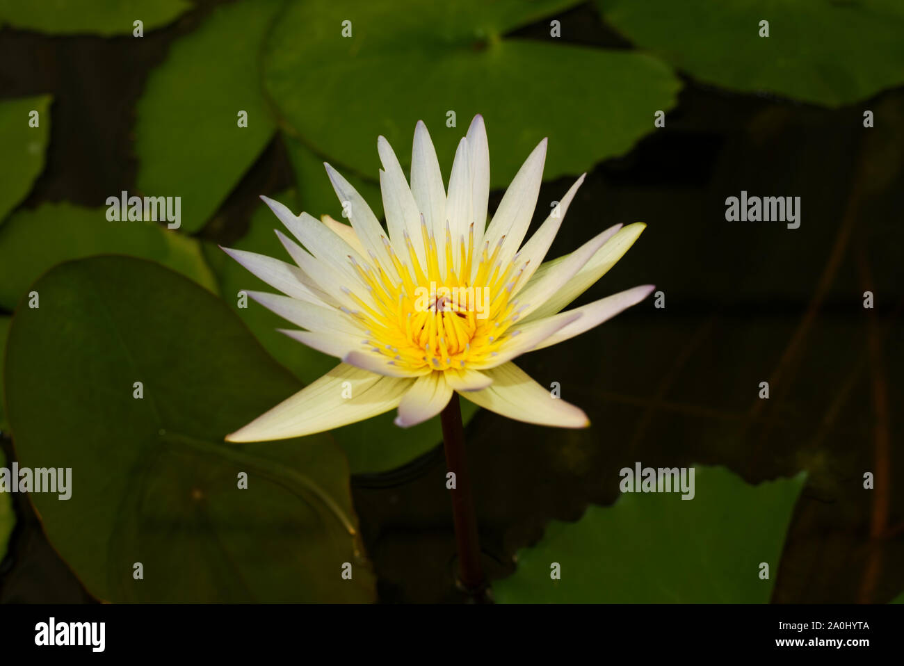 Nymphaea Daubenyana fiore Foto Stock