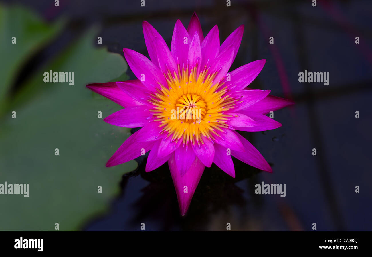 Nymphaea Nouchali Burm. Fiore Foto Stock