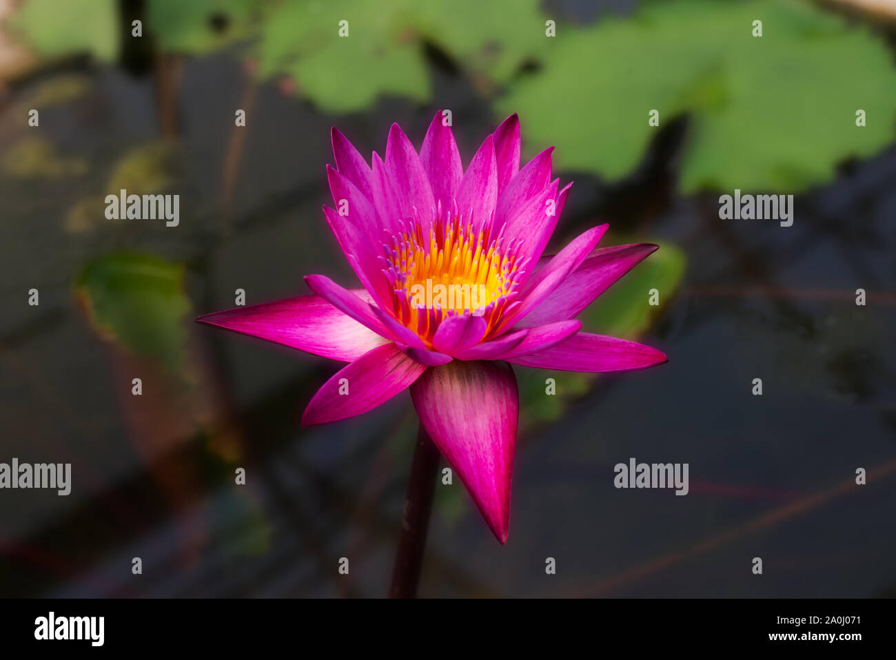 Nymphaea Nouchali Burm. Fiore Foto Stock