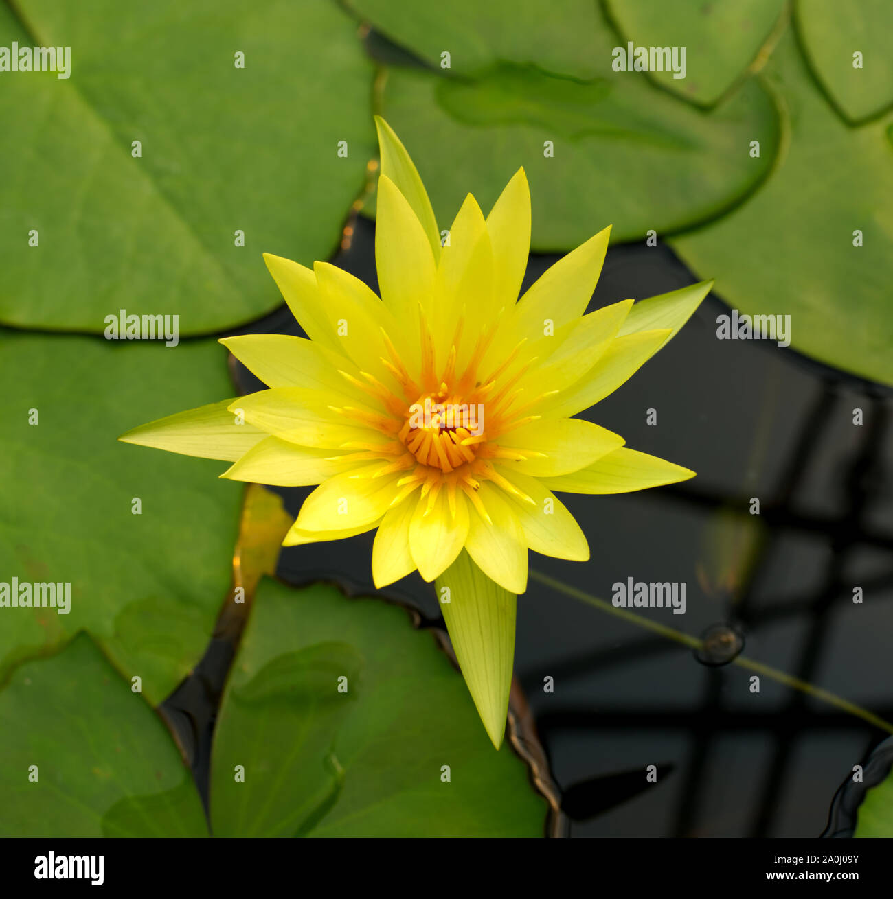 Nymphaea St. Louis fiore d'Oro Foto Stock