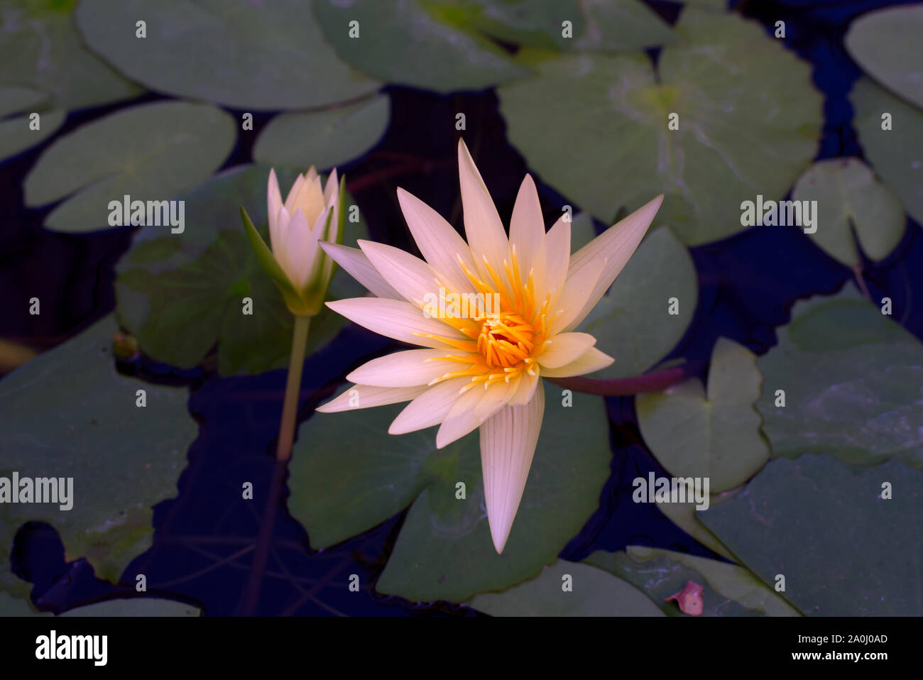 Nymphaea St. Louis fiore d'Oro Foto Stock
