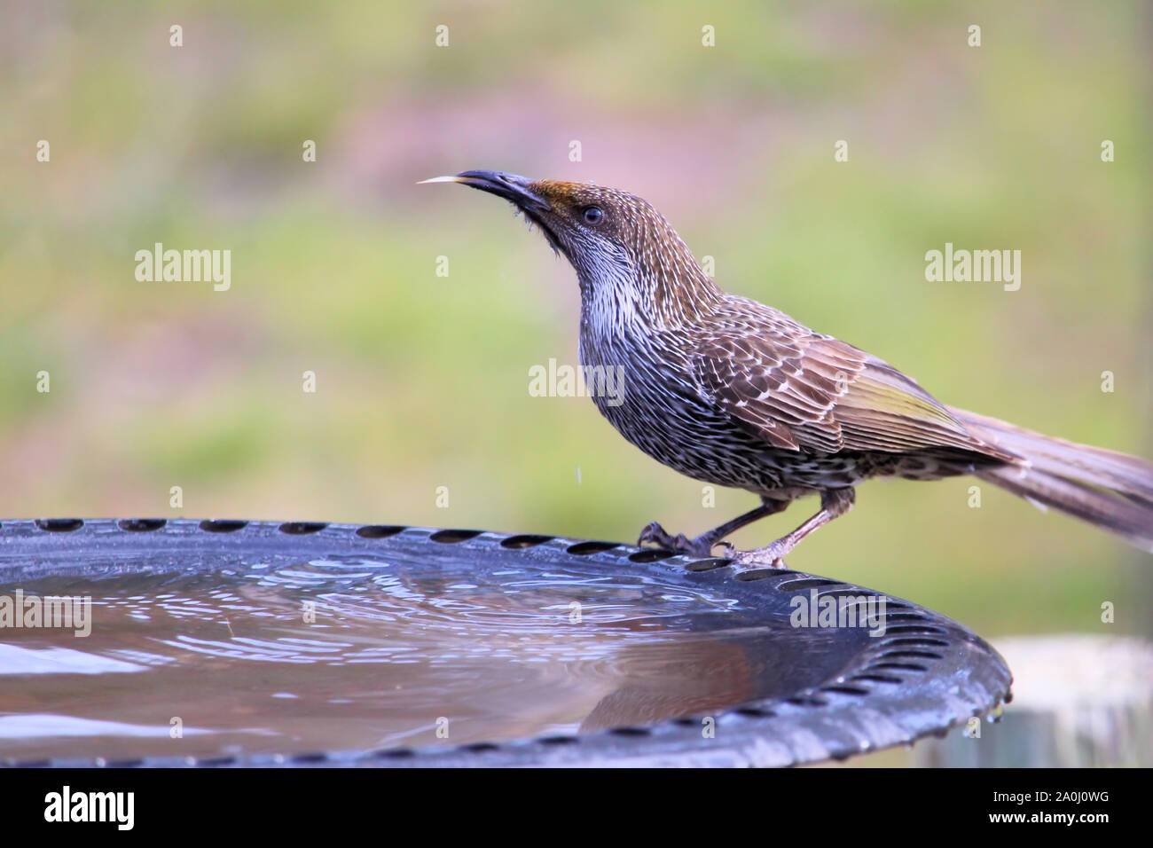 Poco Wattlebird (Anthochaera chrysoptera) con linguetta estesa, a Bagno uccelli, Sud Australia Foto Stock
