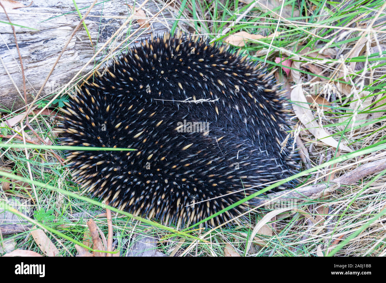 A breve becco echidna (Tachyglossus aculeatus) nasconde in erba in Australia. Foto Stock