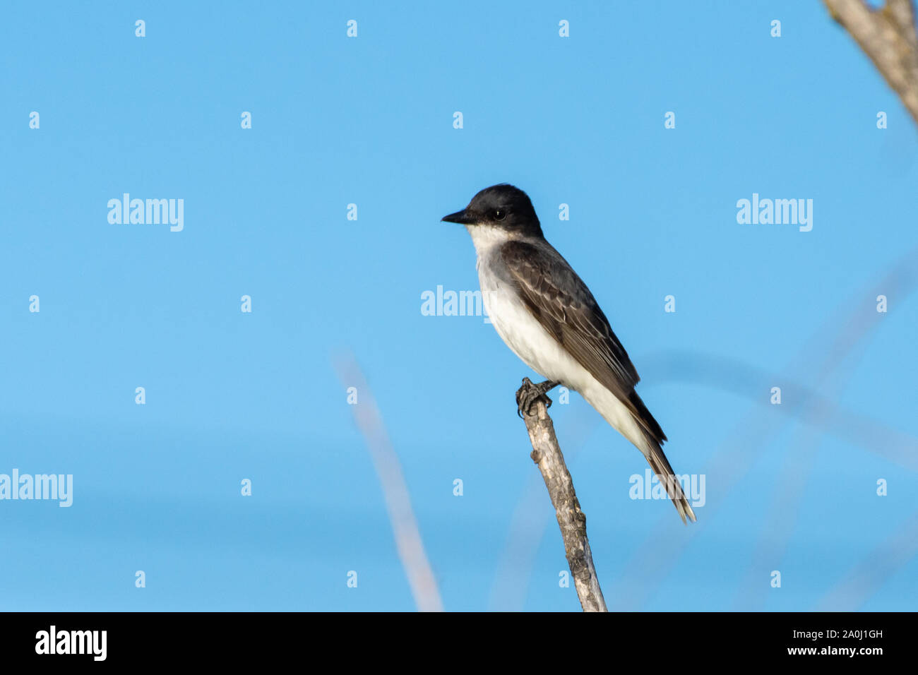 Il kingbird orientale (Tyrannus tyrannus) è un grande tiranno flycatcher originaria del Nord America appollaiato su un ramo con un cielo blu sullo sfondo. Foto Stock