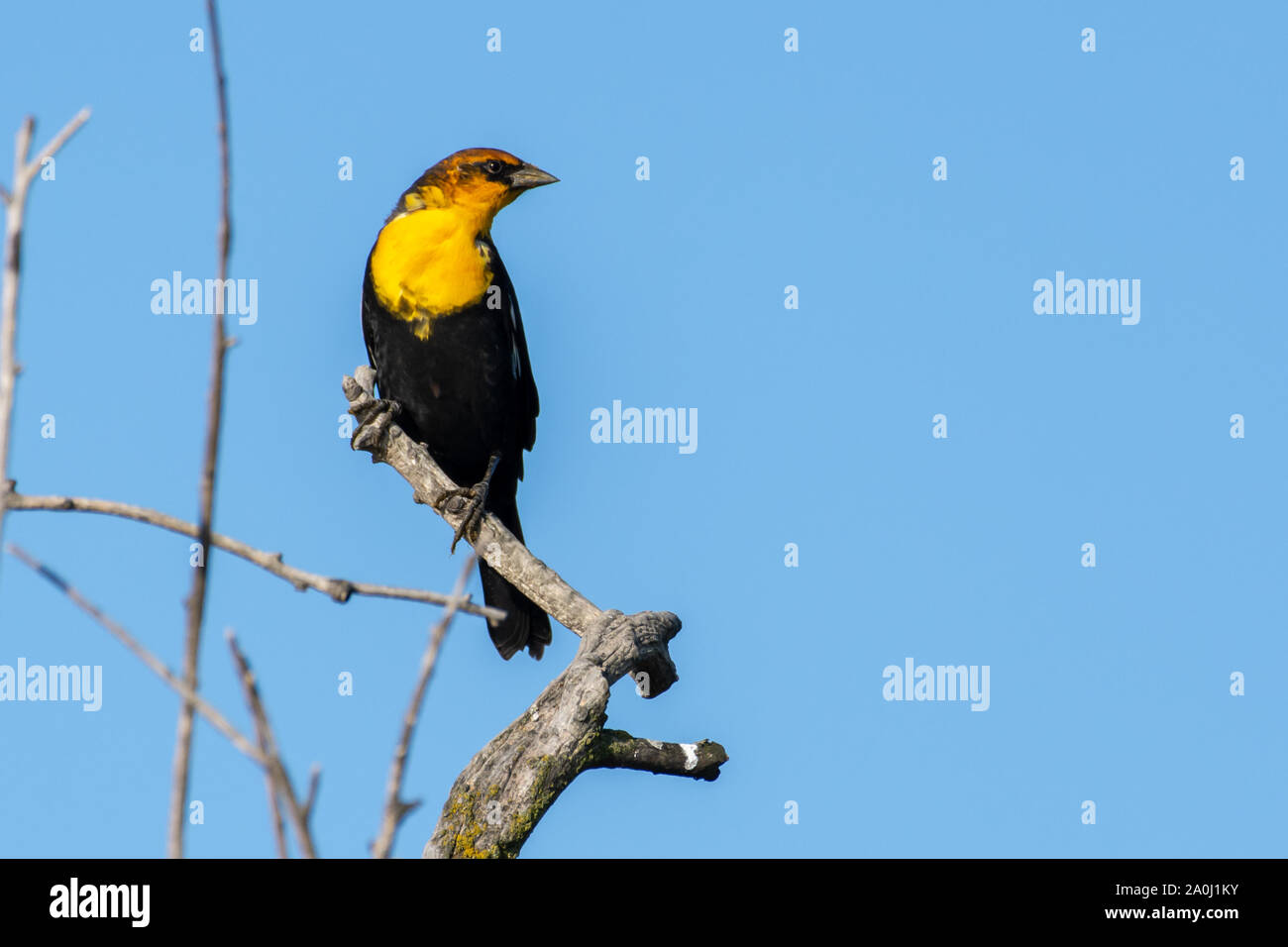 Un maschio giallo-guidato blackbird (Xanthocephalus xanthocephalus) è una di medie dimensioni blackbird appollaiato su un ramo con cielo azzurro sfondo in Kelowna, Ca Foto Stock